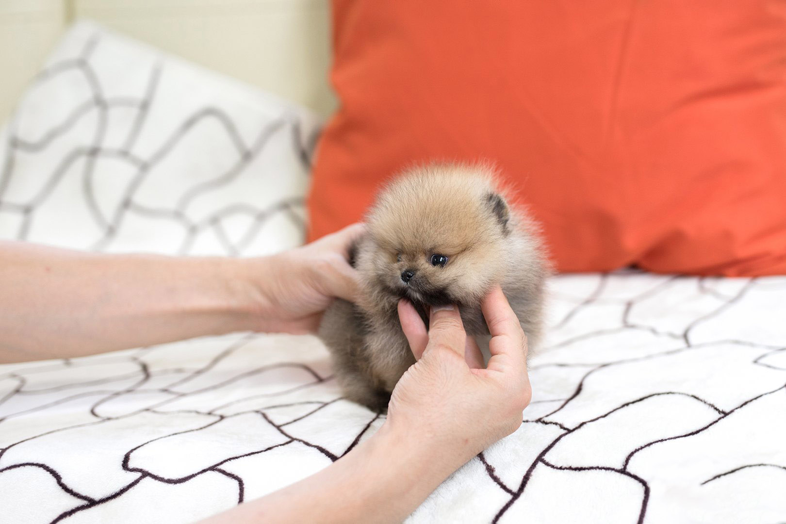 Benji Micro Pomeranian for Sale