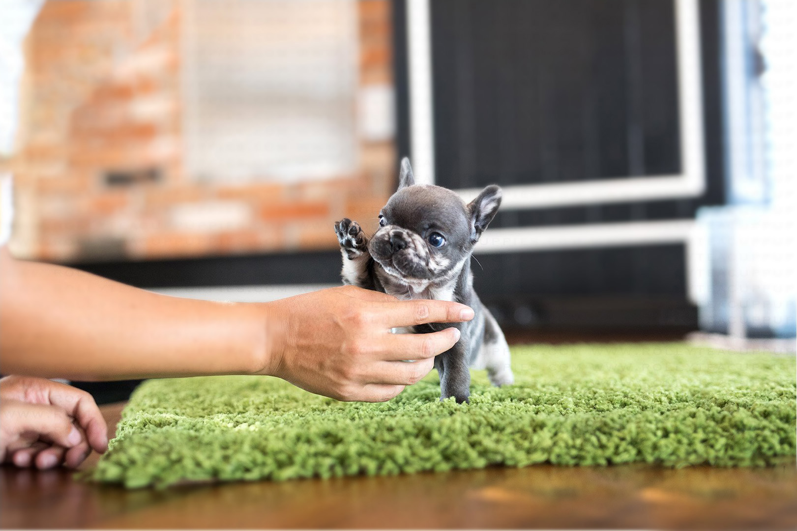 Bumble Teacup French Bulldog for Sale