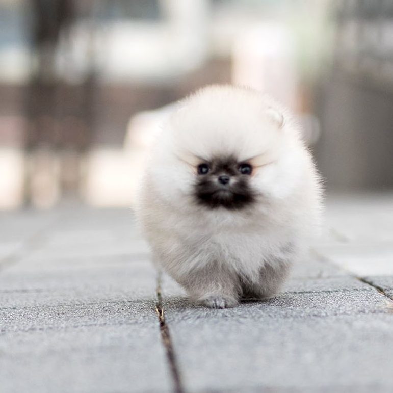 Main Image of Benjamin Smokey Micro Pomeranian