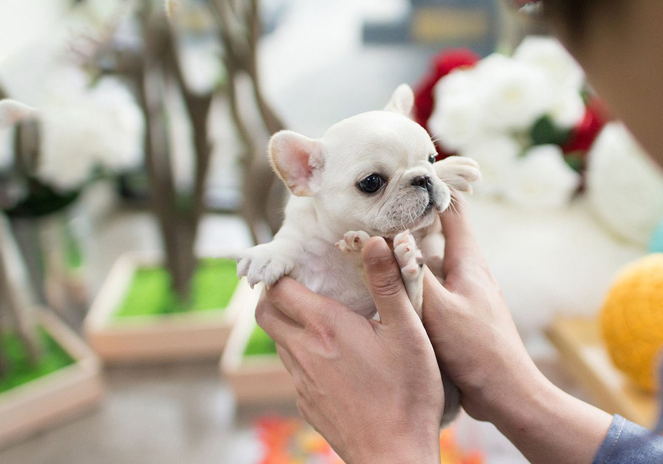 Molly Teacup French Bulldog for Sale