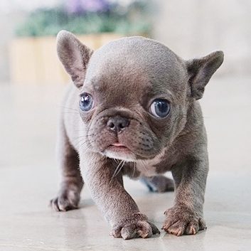 Main Image of Violet Blue Tiny Frenchie