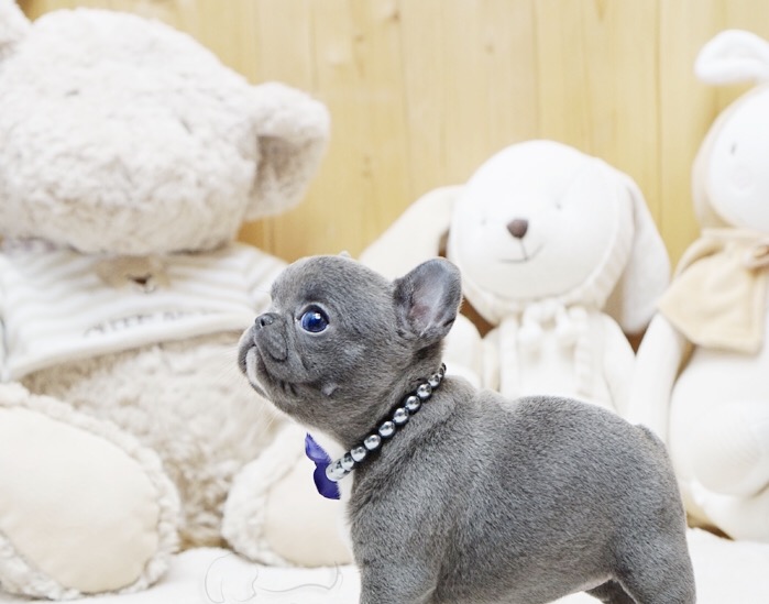 Thumbnail: Faboo Blue Mini French Bulldog