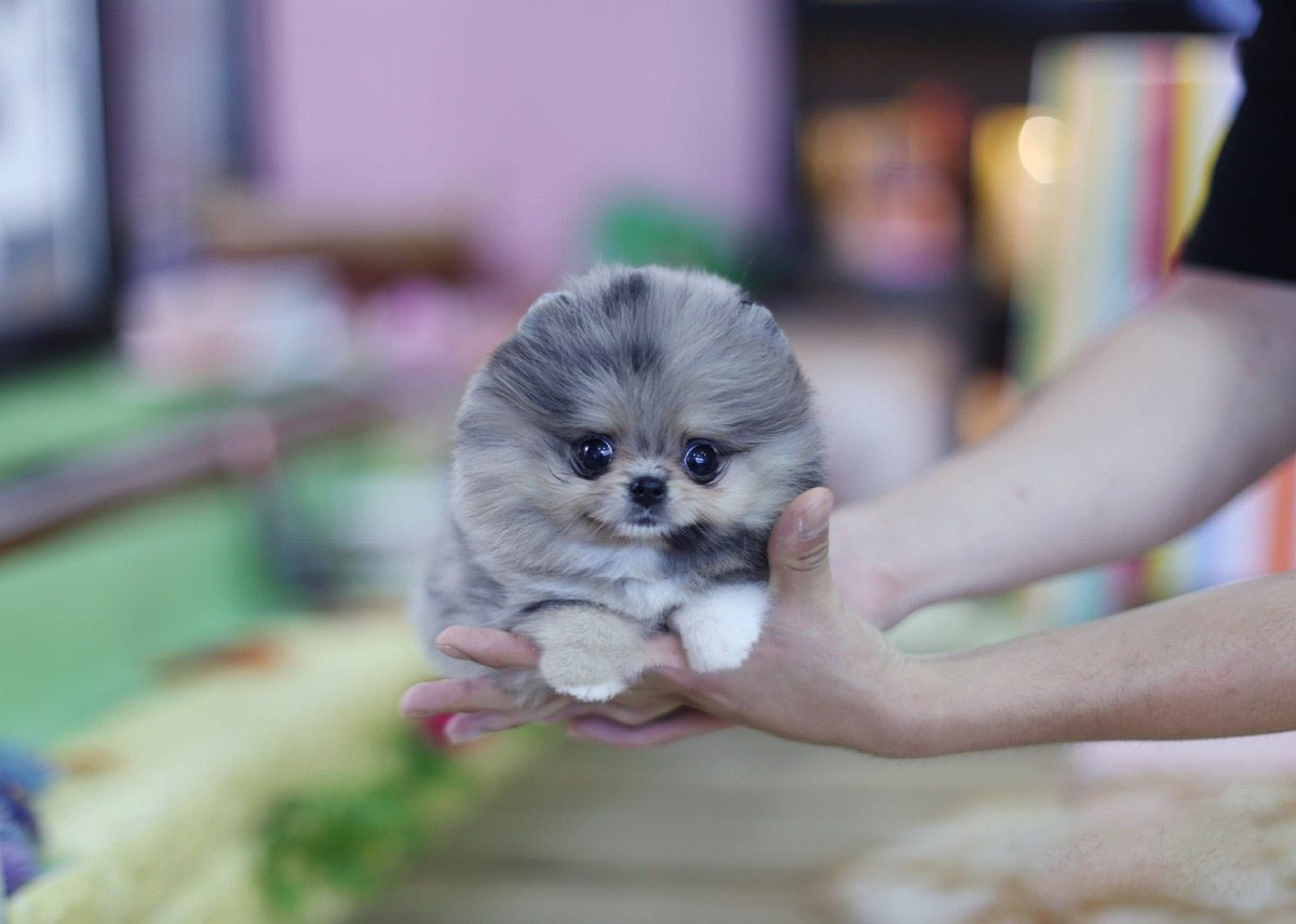 Thumbnail: Lexi Blue Micro Pomeranian