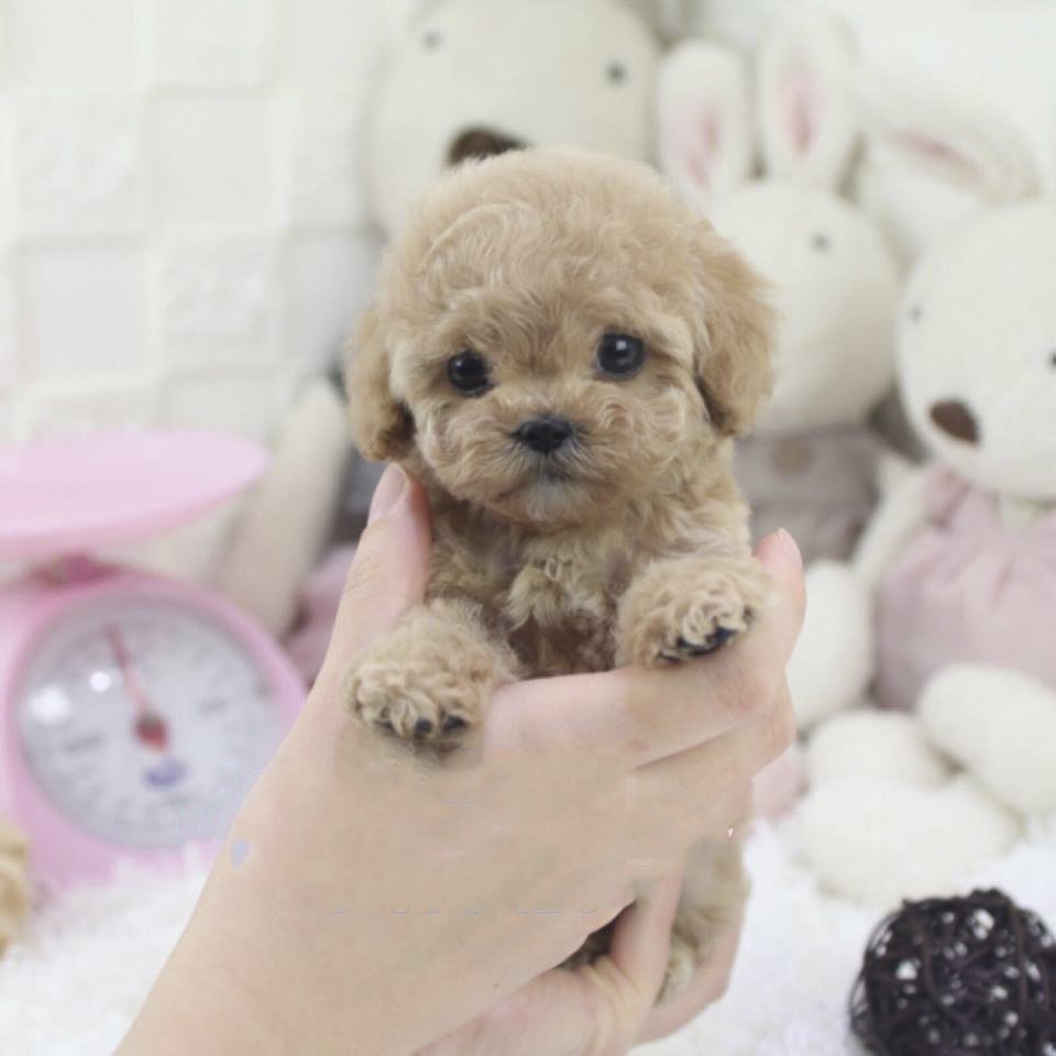 Main Image of Peanut Cream Micro Teacup Poodle