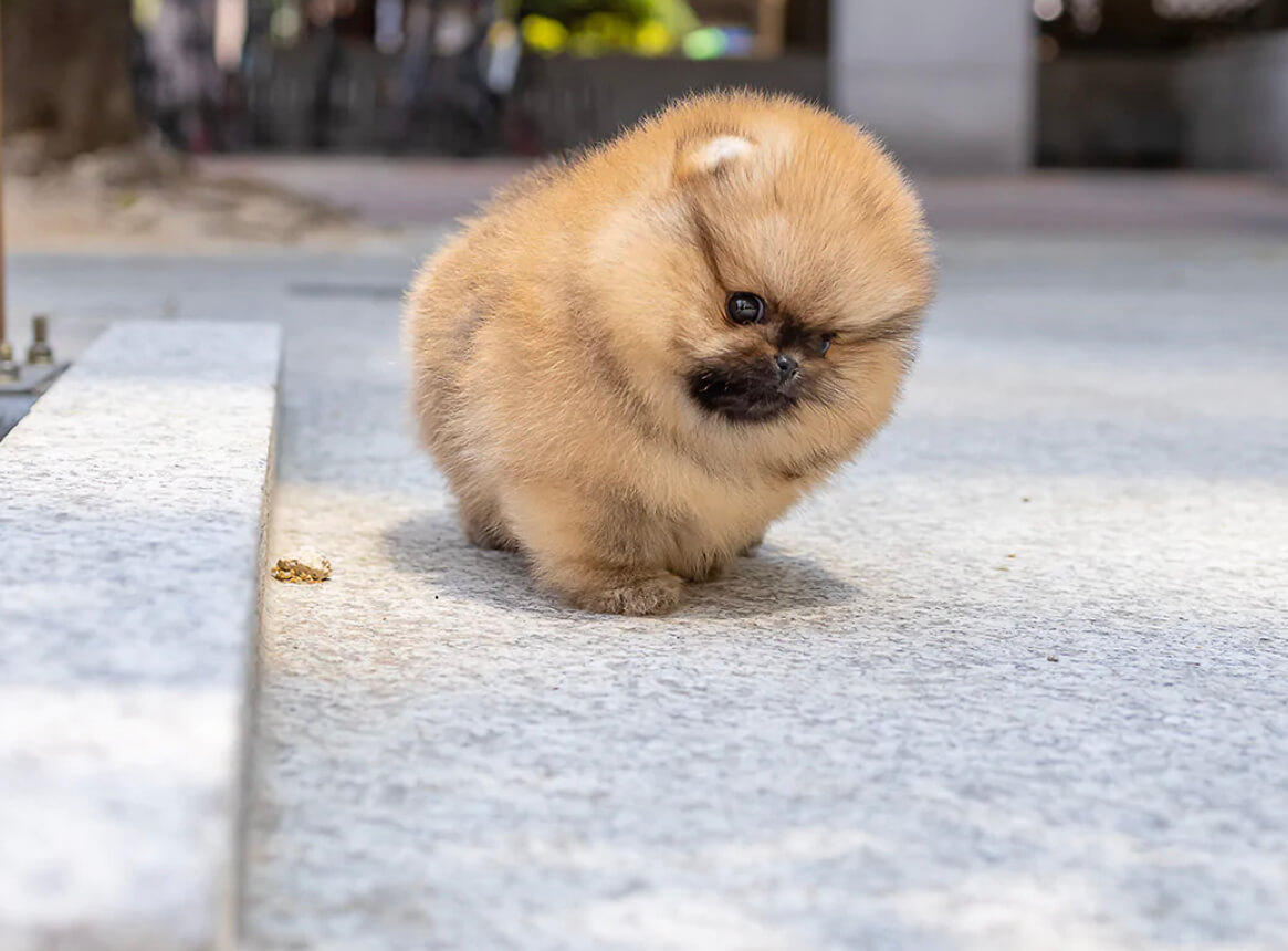 Miles Micro Pomeranian for Sale