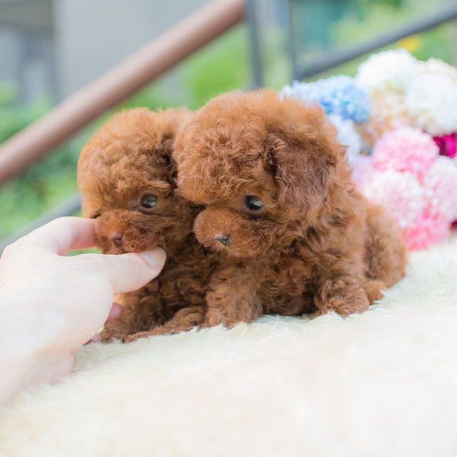 Thumbnail: Biggie and Smalls Red Teacup Poodle