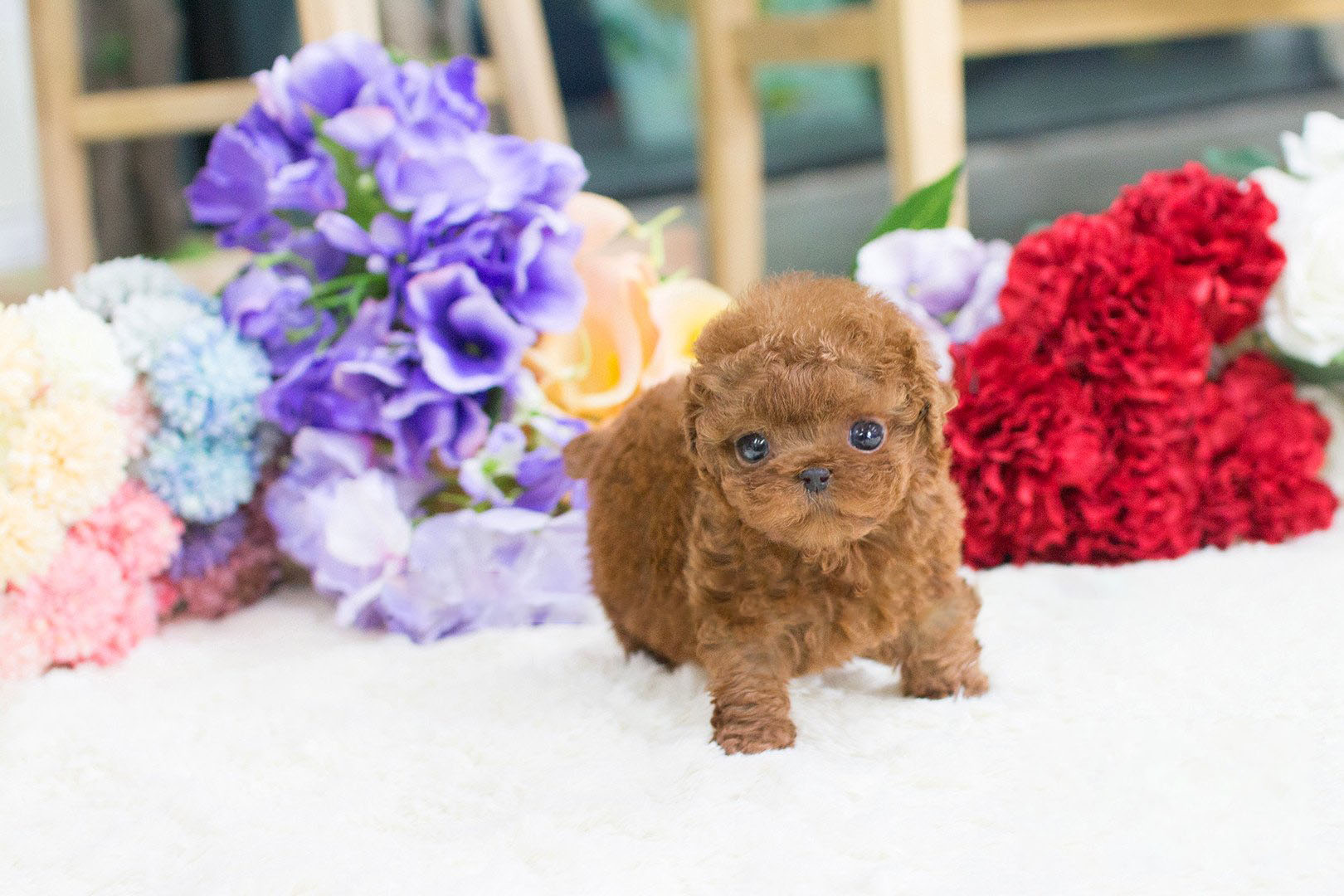 Winnie Micro Poodle for Sale
