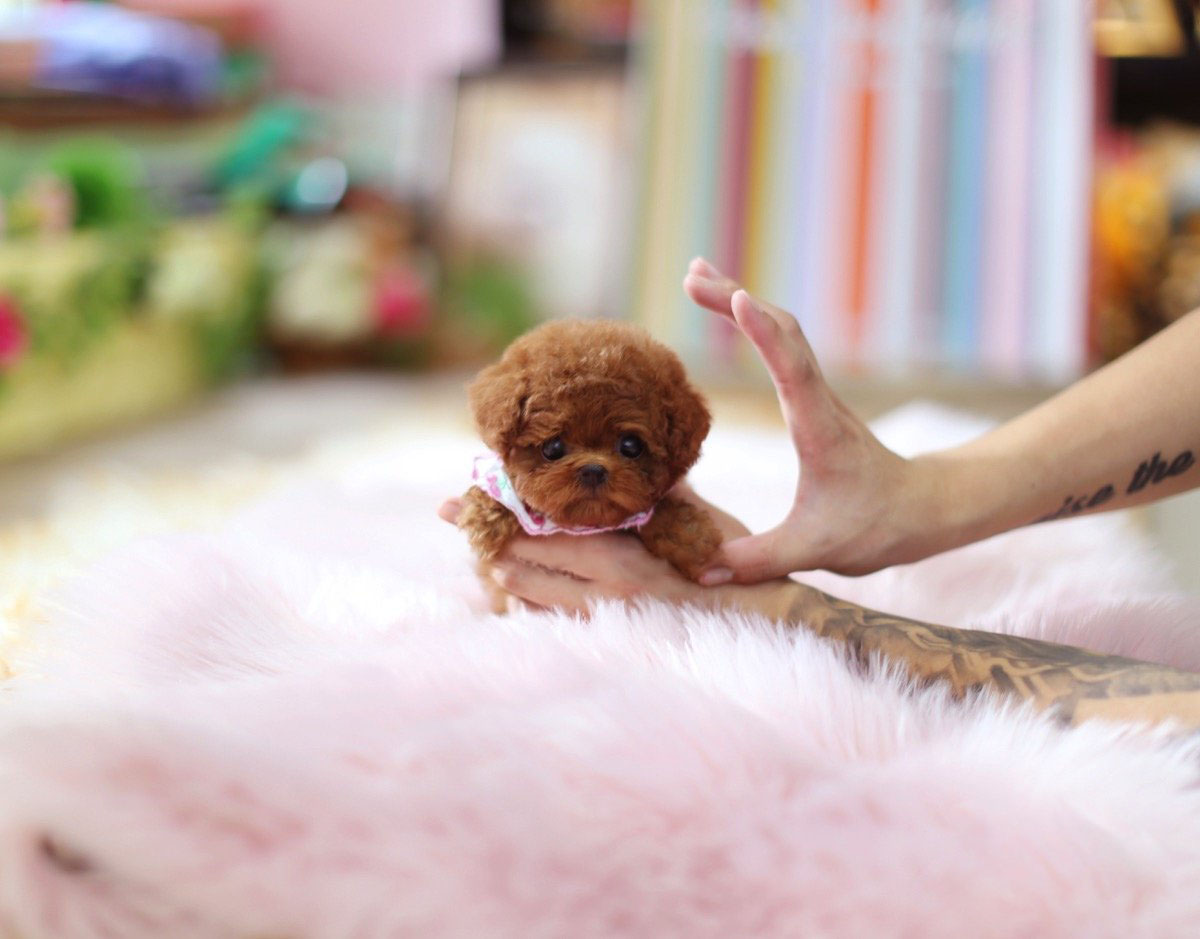 Thumbnail: Ruby Red Micro Poodle