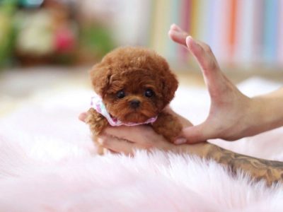 Ruby Red Micro Poodle