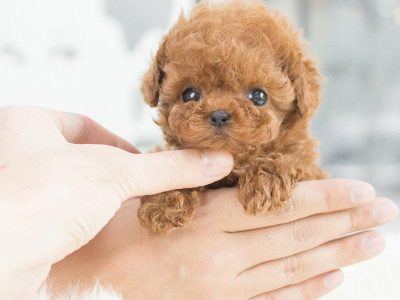 Kiddy RedMicro Poodle