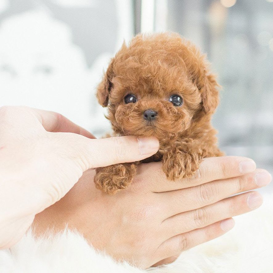 Main Image of Kiddy Apricot Micro Poodle