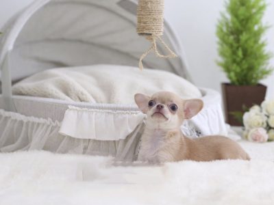Cassie Micro Chihuahua