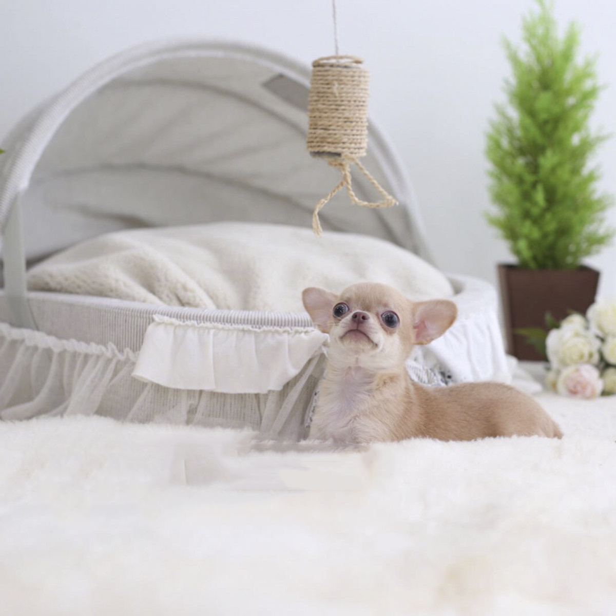 Main Image of Cassie Micro Chihuahua