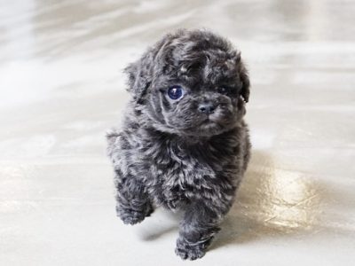 Preston Blue Teacup Poodle