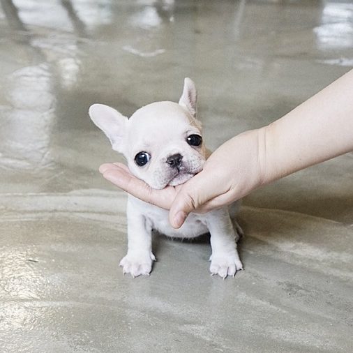Thumbnail: Finnigan Teacup Frenchie